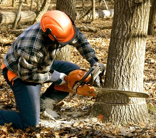 Tree Removal in Davilla, TX